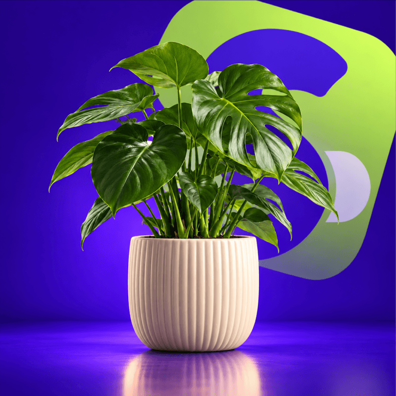 Home & Garden