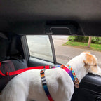 Pet Safety Belt